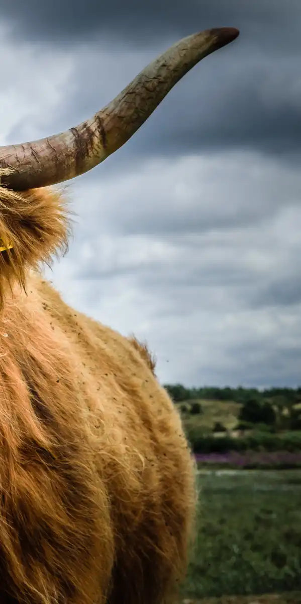 Silly Highland Cow Wall Art