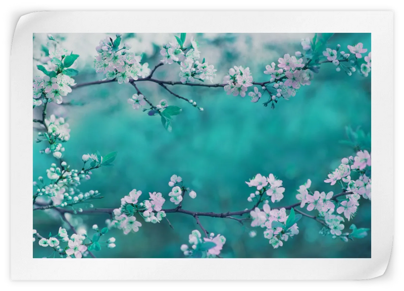 White Cherry Blossoms In Japan Wall Art