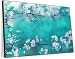 White Cherry Blossoms In Japan Wall Art