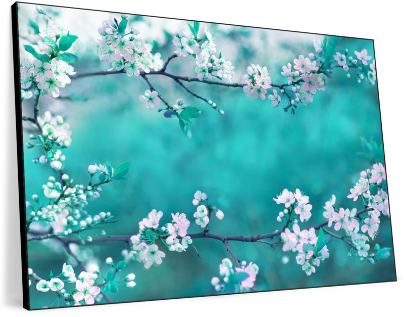 White Cherry Blossoms In Japan Wall Art