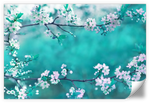 White Cherry Blossoms In Japan Wall Art