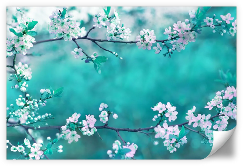 White Cherry Blossoms In Japan Wall Art