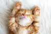 Sleepy Kitty Wall Art