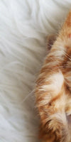 Sleepy Kitty Wall Art