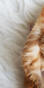 Sleepy Kitty Wall Art