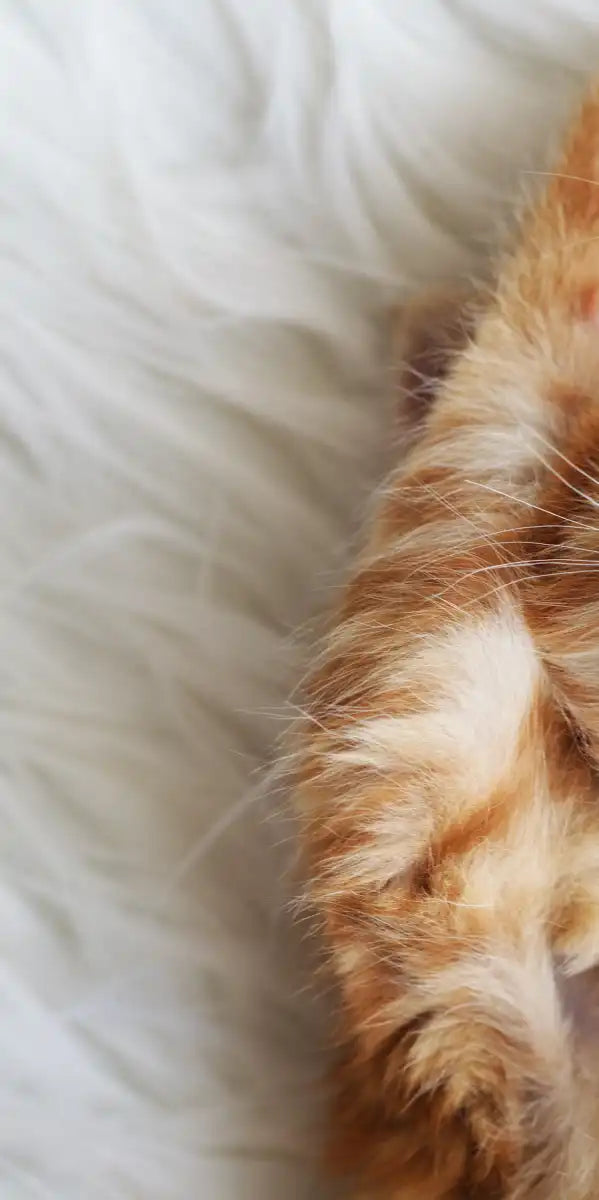 Sleepy Kitty Wall Art