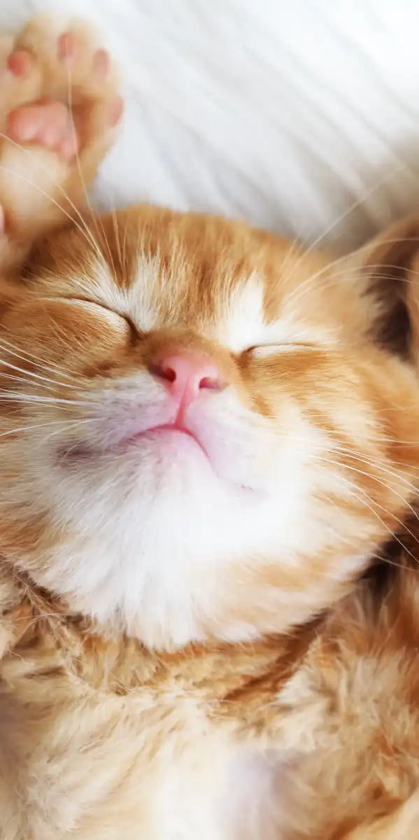 Sleepy Kitty Wall Art