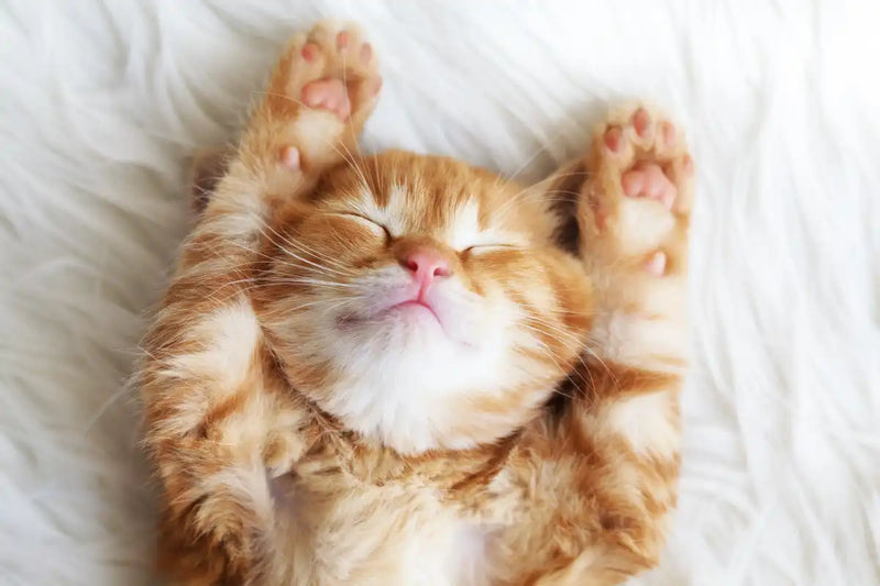 Sleepy Kitty Wall Art