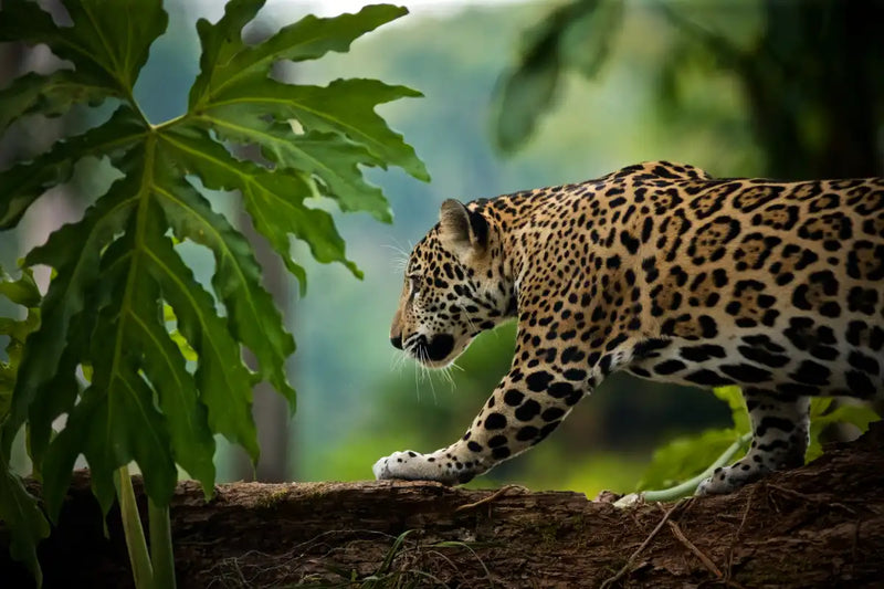Sneaky Jaguar Wall Art