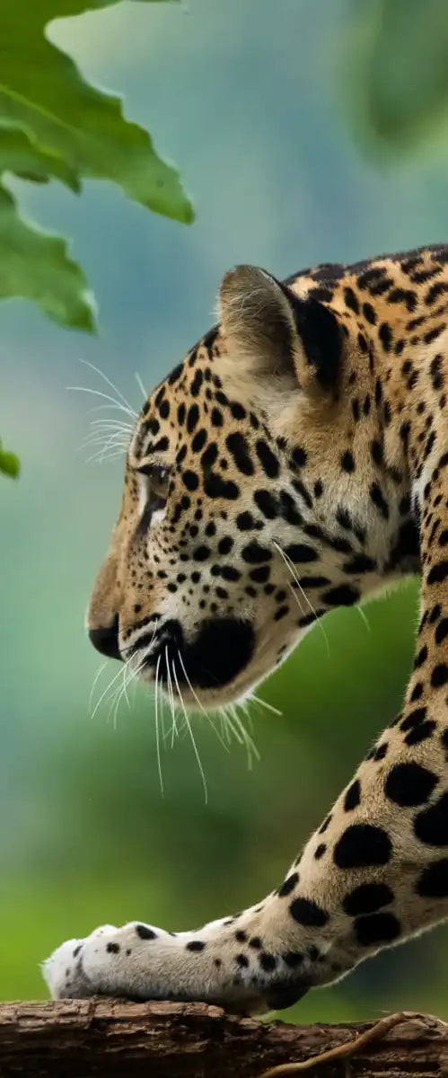 Sneaky Jaguar Wall Art