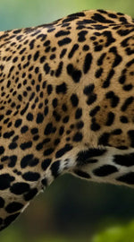 Sneaky Jaguar Wall Art