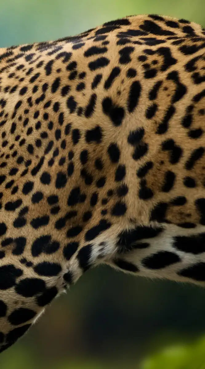 Sneaky Jaguar Wall Art