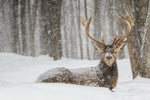 Snow Covered Elk Wall Art