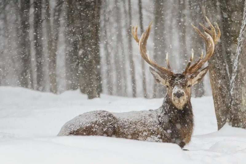 Snow Covered Elk Wall Art