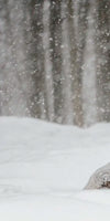 Snow Covered Elk Wall Art