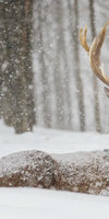Snow Covered Elk Wall Art