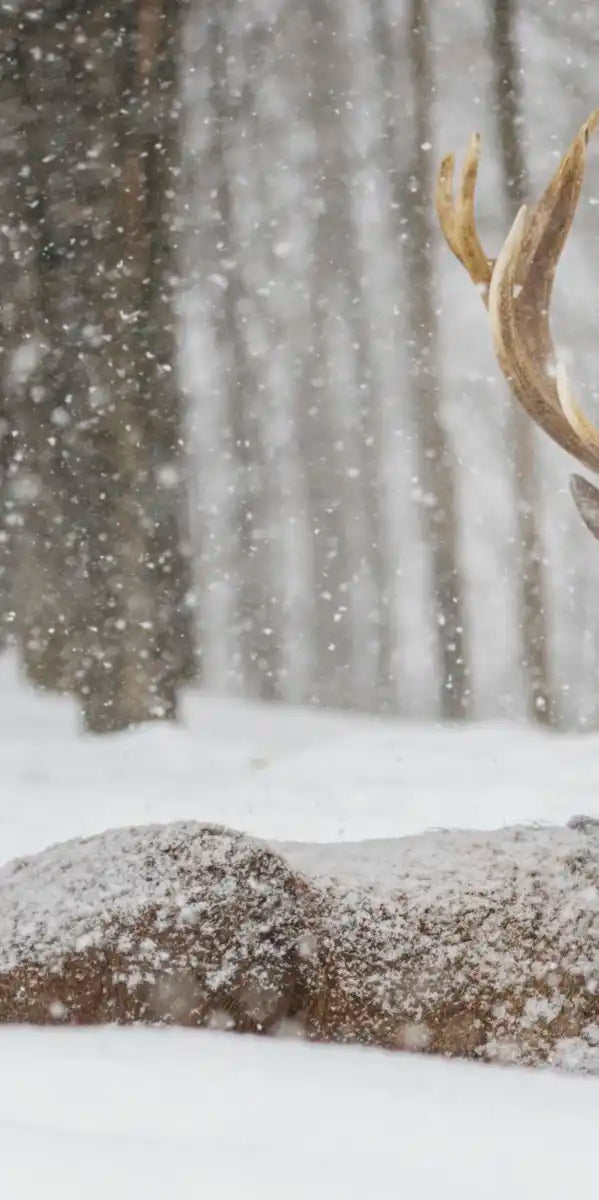 Snow Covered Elk Wall Art