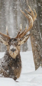 Snow Covered Elk Wall Art