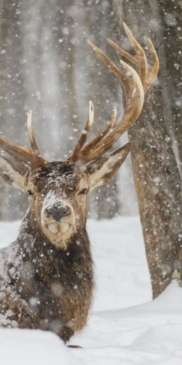 Snow Covered Elk Wall Art