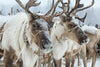 Snow Reindeer Wall Art