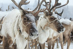 Snow Reindeer Wall Art