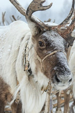 Snow Reindeer Wall Art
