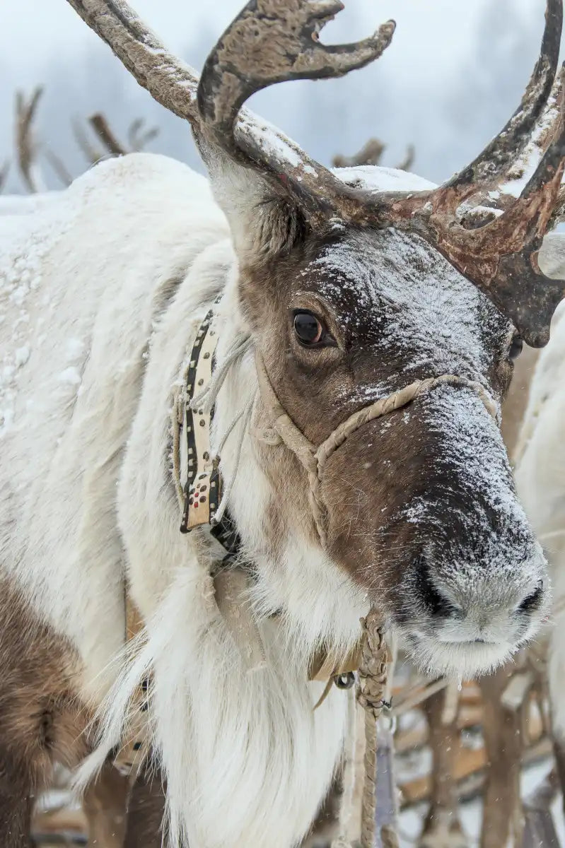Snow Reindeer Wall Art