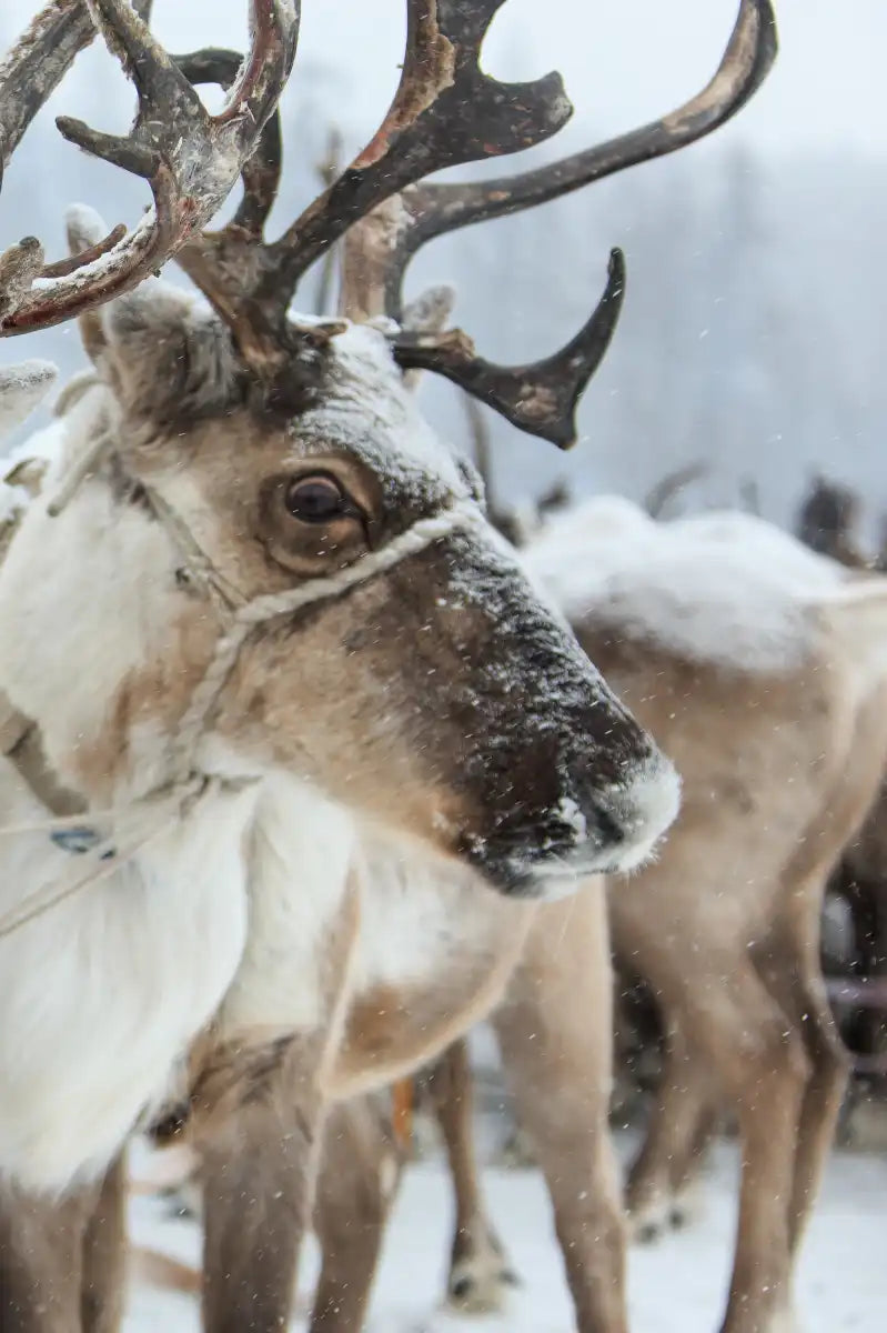 Snow Reindeer Wall Art