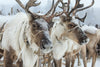 Snow Reindeer Wall Art