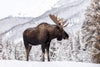 Snowy Moose Wall Art
