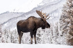 Snowy Moose Wall Art