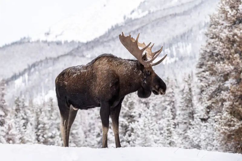 Snowy Moose Wall Art