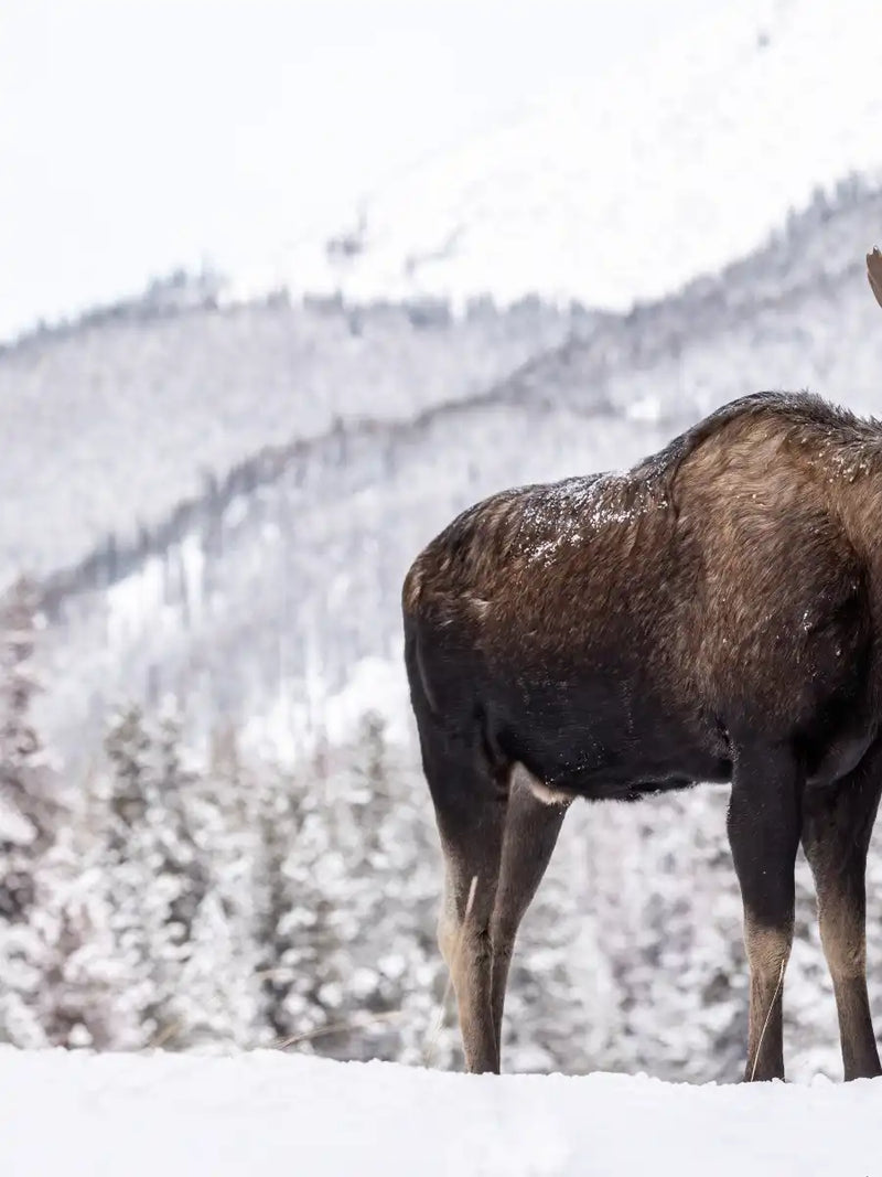 Snowy Moose Wall Art