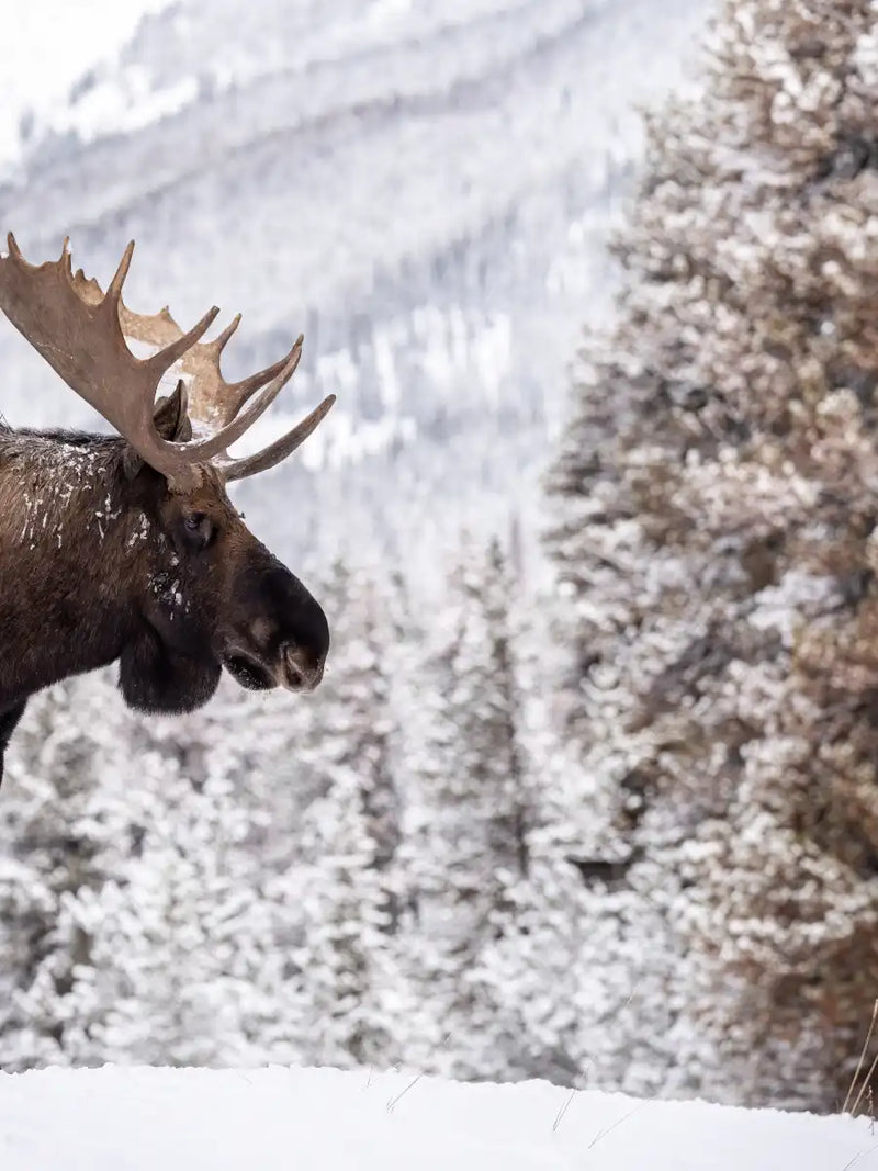 Snowy Moose Wall Art