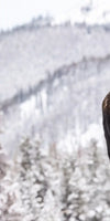 Snowy Moose Wall Art