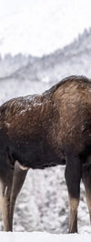 Snowy Moose Wall Art