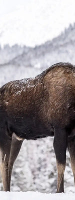 Snowy Moose Wall Art