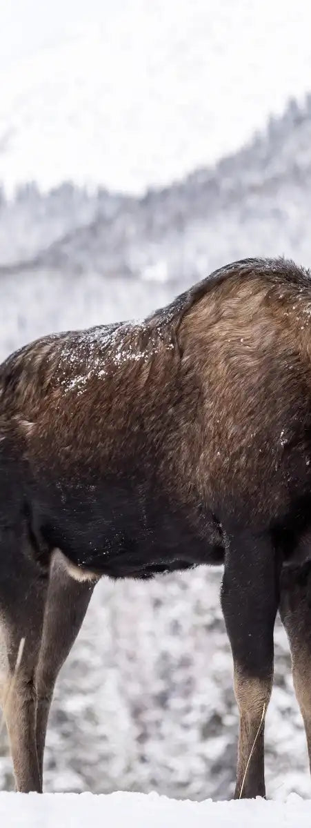 Snowy Moose Wall Art