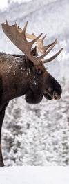 Snowy Moose Wall Art