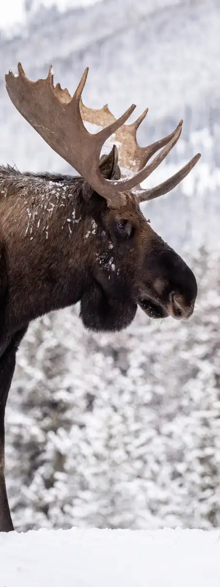 Snowy Moose Wall Art
