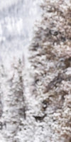 Snowy Moose Wall Art