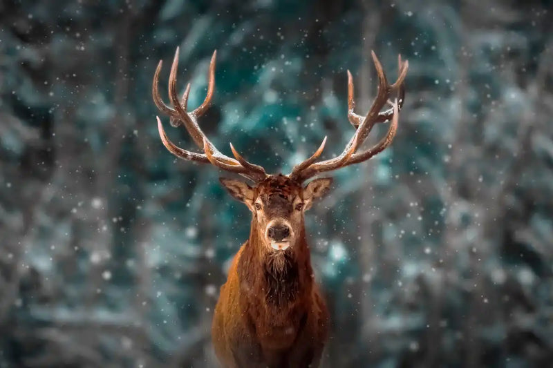 Snowy Noble Deer Wall Art