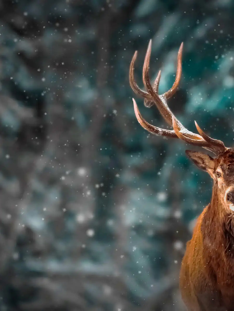 Snowy Noble Deer Wall Art