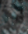 Snowy Noble Deer Wall Art
