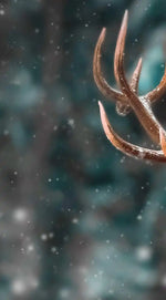 Snowy Noble Deer Wall Art