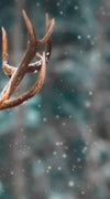 Snowy Noble Deer Wall Art