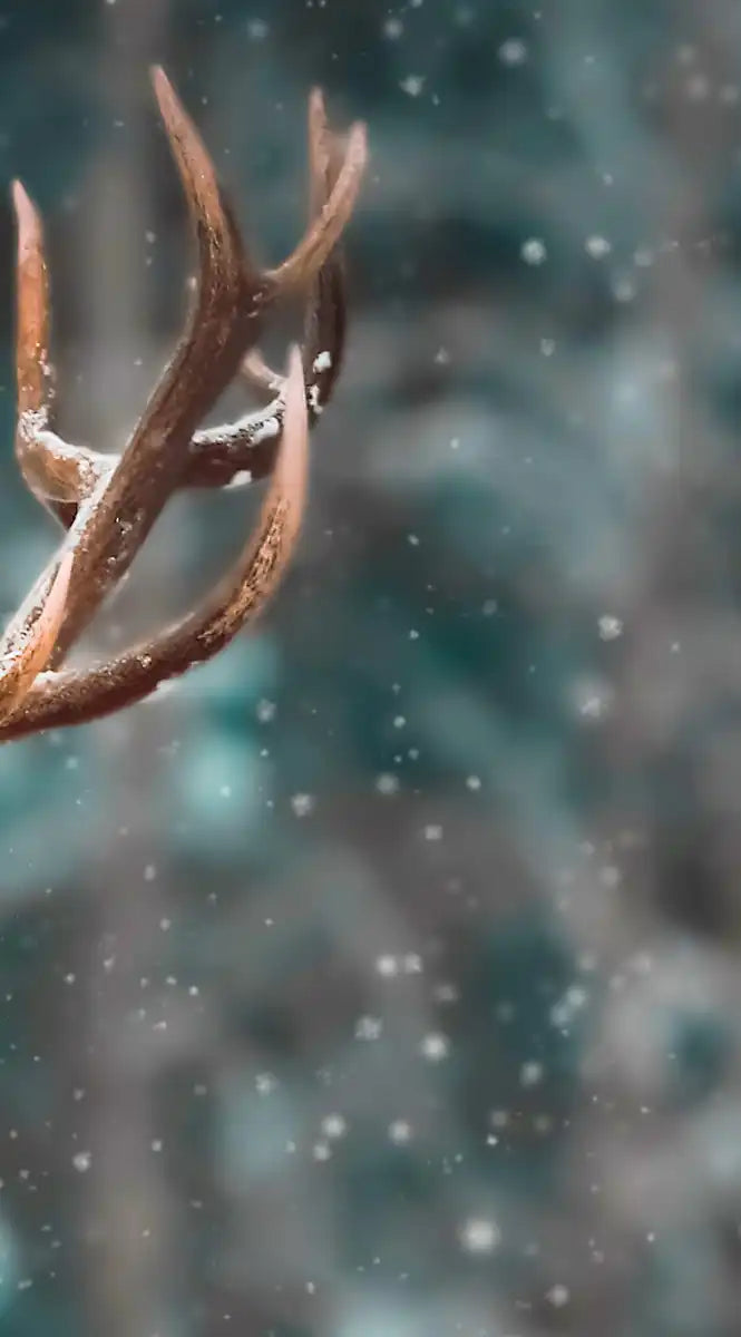Snowy Noble Deer Wall Art