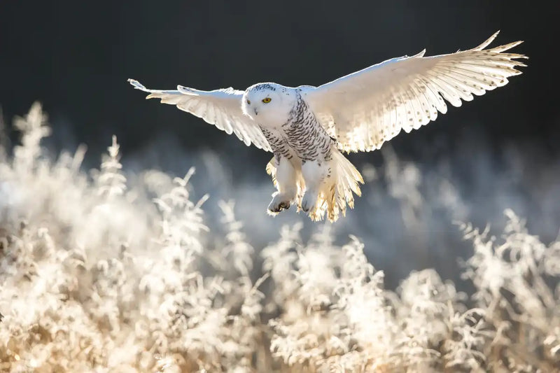 Snowy Owl Hunt Wall Art