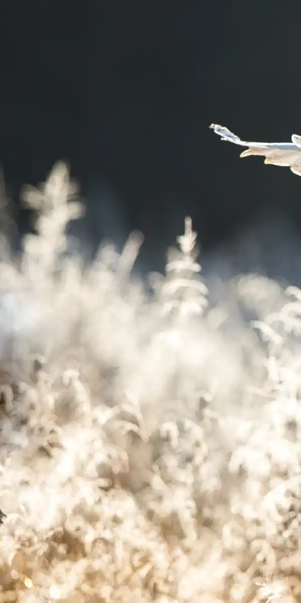 Snowy Owl Hunt Wall Art