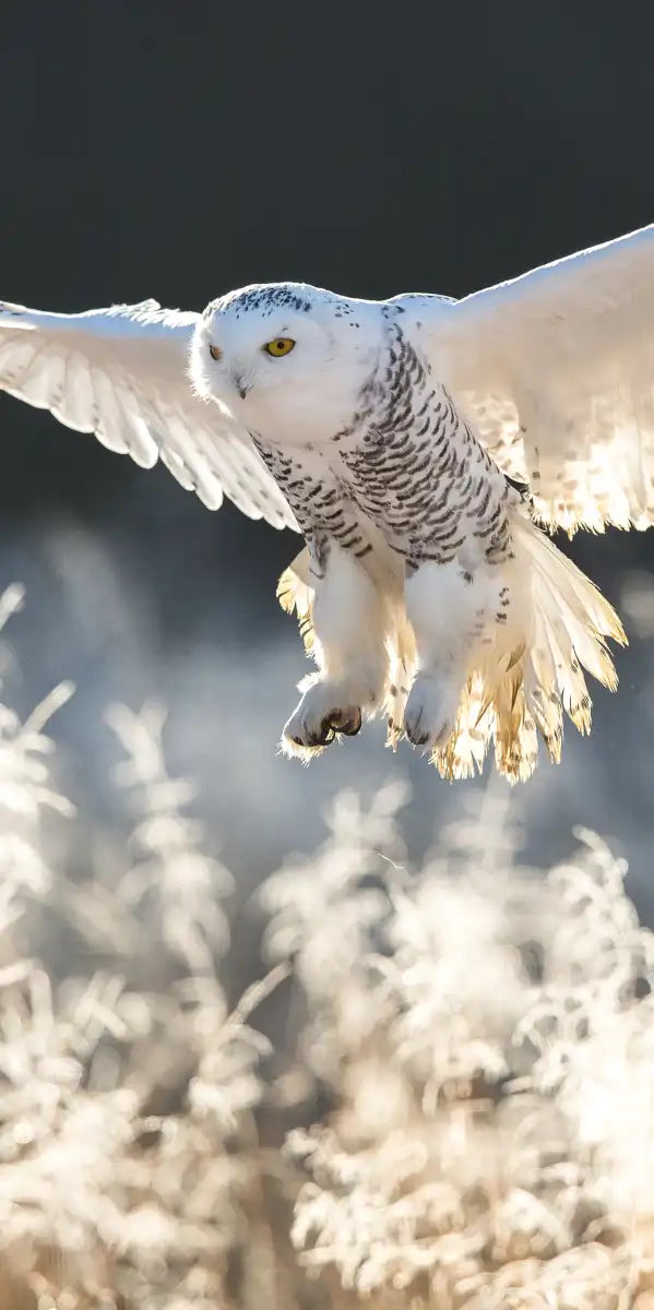 Snowy Owl Hunt Wall Art